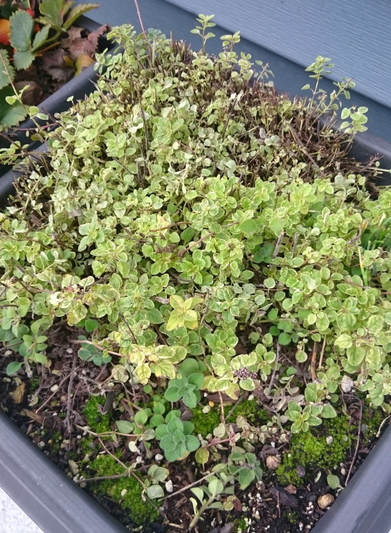 DRIED OREGANO - Cooking Is Like Love